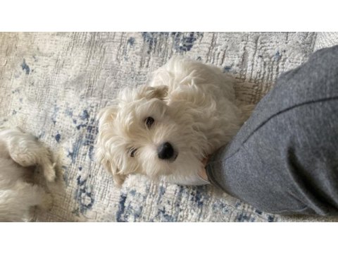 Yavru maltipoo köpekler