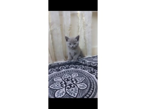 British shorthair ve scottish fold