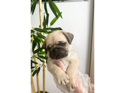 Pug mops üst kalite yavrular