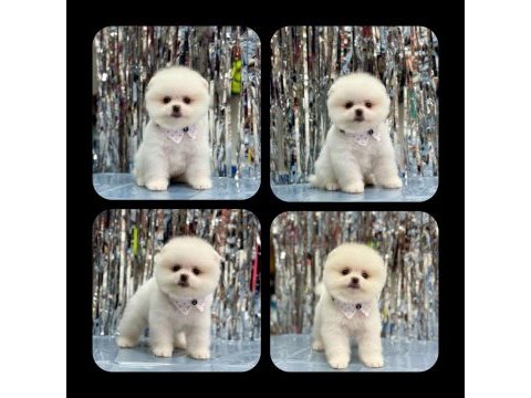 Orjinal ayı surat pomeranian boo