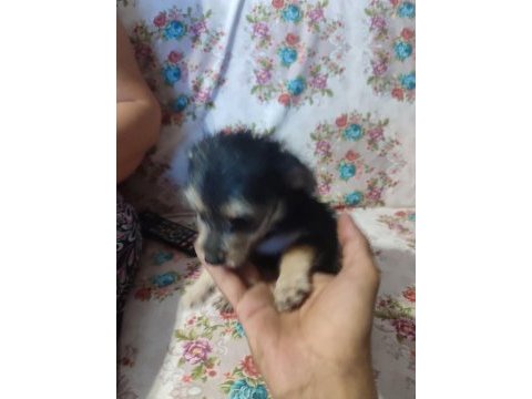 Mersin özel yavru köpekler