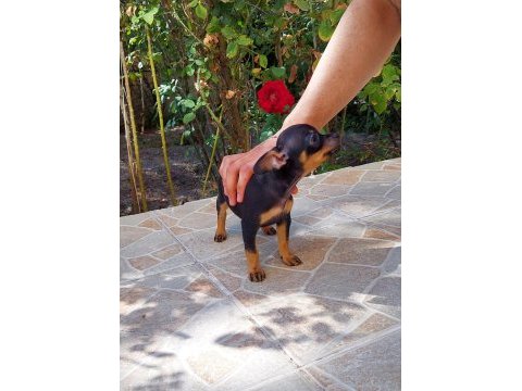 Mini boy chihuahua