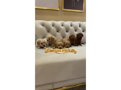 Sevimli ırk toy poodle yavrular