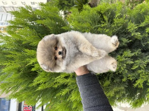 Orjinal pomeranian boo isteyenlere orange renk