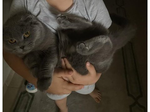 Scottish fold yetişkin kedimiz