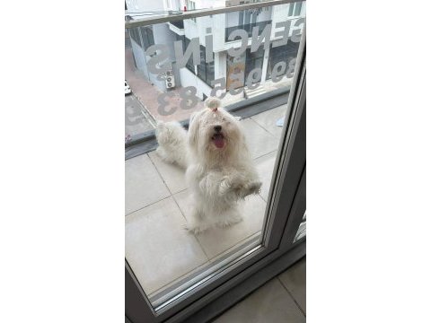 Dişi maltese terrier
