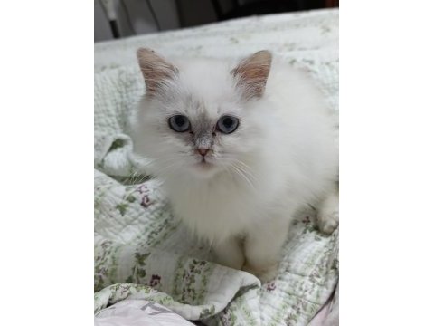 Tatlı scottish fold yavrular yeni yuva bekliyorlar