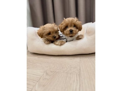 Irk garantili maltipoo yavruları