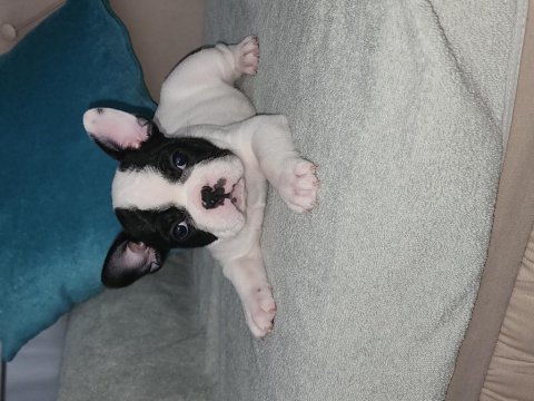 French bulldog yavrularımız