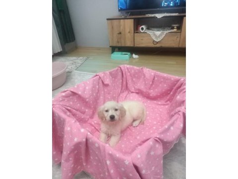 2 aylık golden retriever