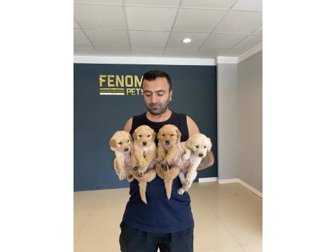 Orjinal baby face golden retriever yavrular ankara