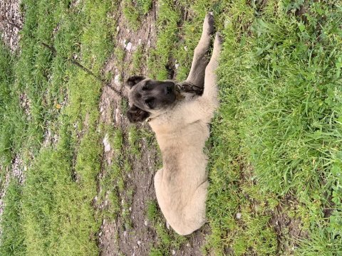 Orjinal safkan kangal