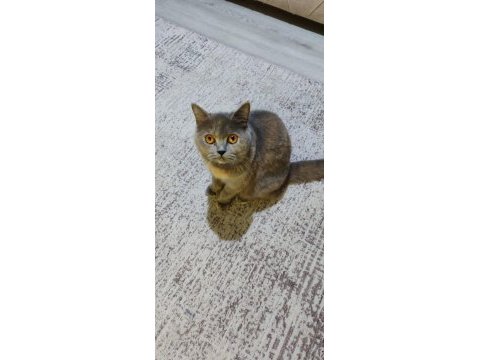 Acil sahiplendirilecek 3 yaşında dişi kısır kedimiz