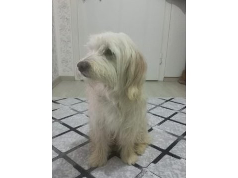Terrier fox