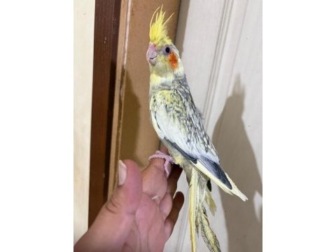 59 günlük bebek sultan papağanı