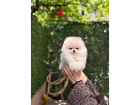 Show kalite pomeranian boo yavrularımız