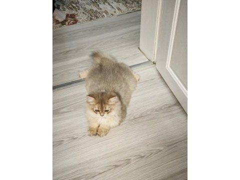 3 aylık british longhair şecereli safkan