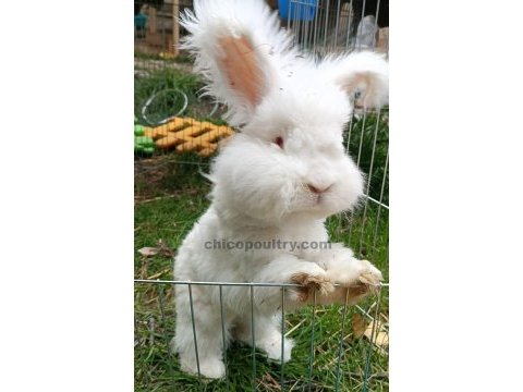 Englısh angora tavşanı