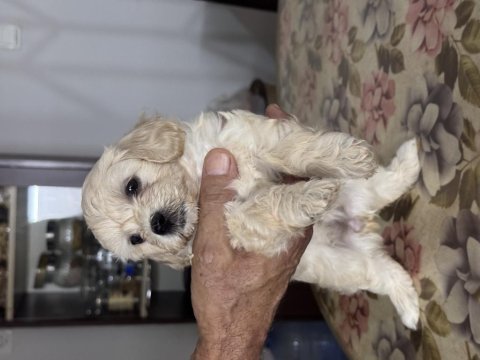 Antalyada 48 günlük maltipoo yavrular