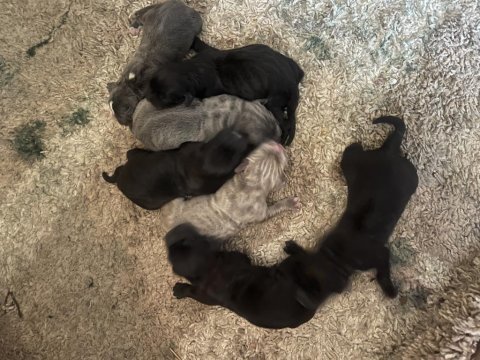 Çok sağlıklı cane corso
