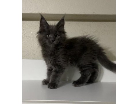 Xxl dev erkek yavru maine coon