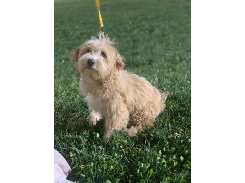 4 aylık maltipoo