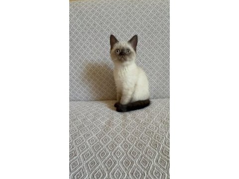 Scottish fold blue point yavrumuz