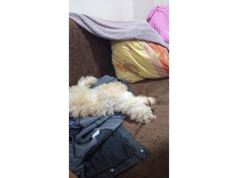 İşim nedeniyle köpeğimi ilgilenemiyorum