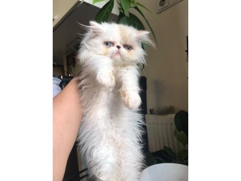 4 aylık exotic shorthair dişi