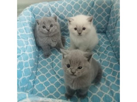 1.5 aylık 4 tane saf british shorthair yavrularımız