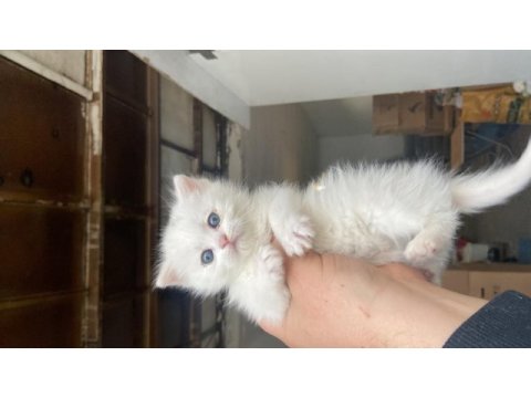 2 aylık bayram şekeri british shorthair