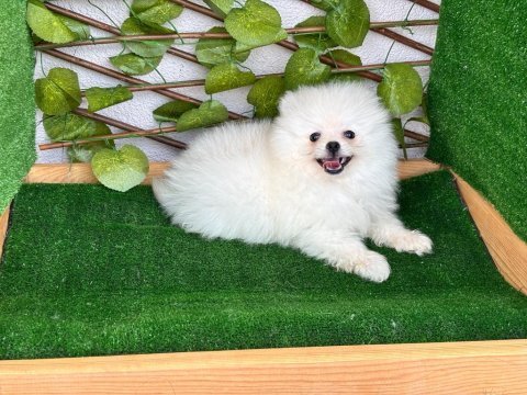 Pomeranian boo bebekleri