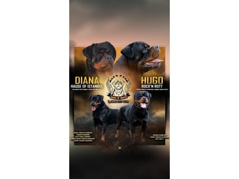Türkiyenin göz bebeği diana rottweiler bebekleri