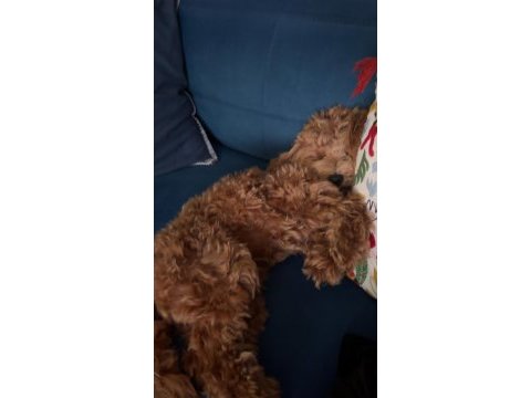 8 aylık maltipoo oğlumuz coco yeni yuva arıyor