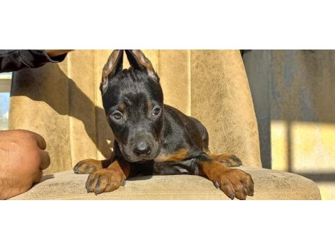 Teslime hazır doberman ilk aşısı yapıldı