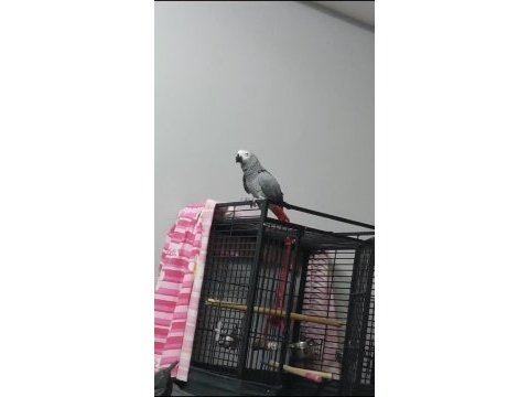 Konusan jako yavru