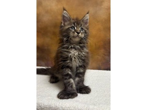 Mco polydactyl erkek ve dişi wcf kayıtlı maine coon