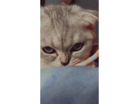 Tuvalet eğitimli scottish fold yavrumuz yeni yuvasını arıyor