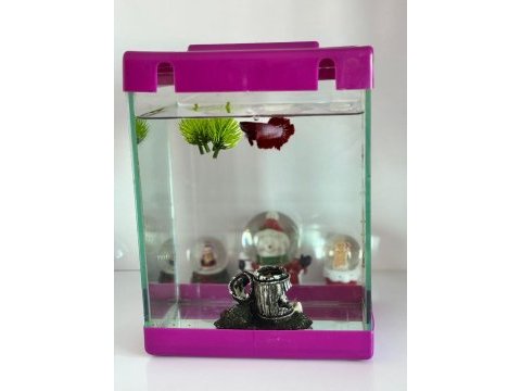 Betta balıkları 1 çift ve akvaryumu