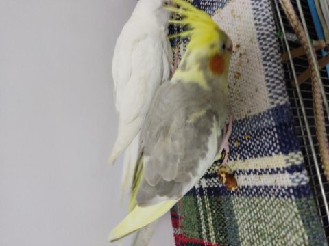 Yavru sultan papağanı