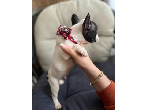Safkan erkek french bulldog