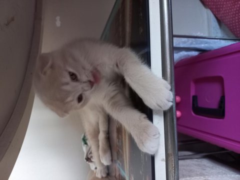Scottish fold yavrularımız sahiplendirilmeye hazır