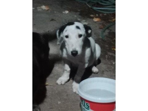 Dişi köpeğimize güzel bir yuva arıyoruz