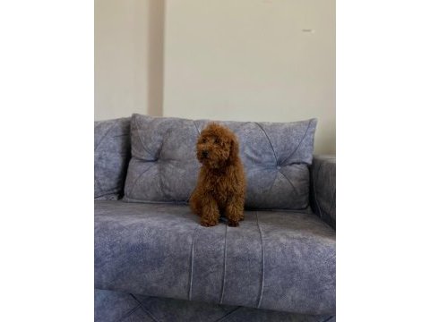 A kalite toy poodle kızımız