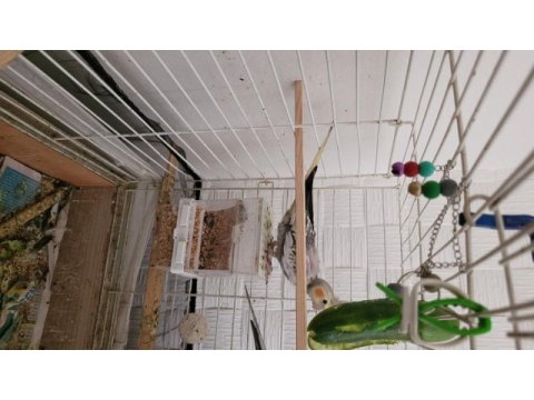 2,5 aylık sultan papağanı