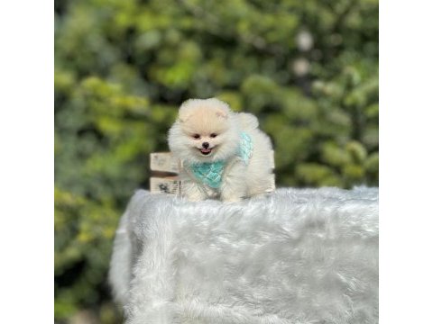 Birbirinden güzel pomeranian bebeklerimiz