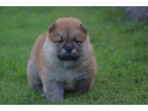 Ayı surat chow chow yavrular renk renk