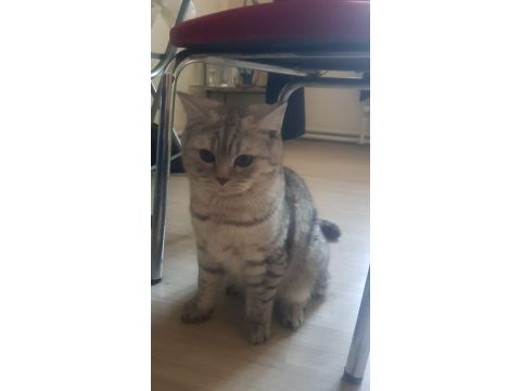 British shorthair kedisi