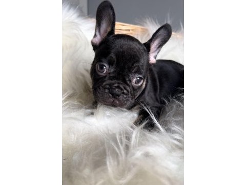 Dişi french bulldog bebekler yeni ailesini arıyor