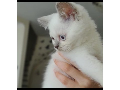 Son yavrum blue point british shorthair